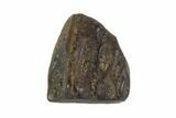 Triceratops Shed Tooth - Montana #93096-1